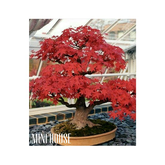 BIJI BIBIT BENIH BONSAI RED MAPLE IMPORT JEPANG