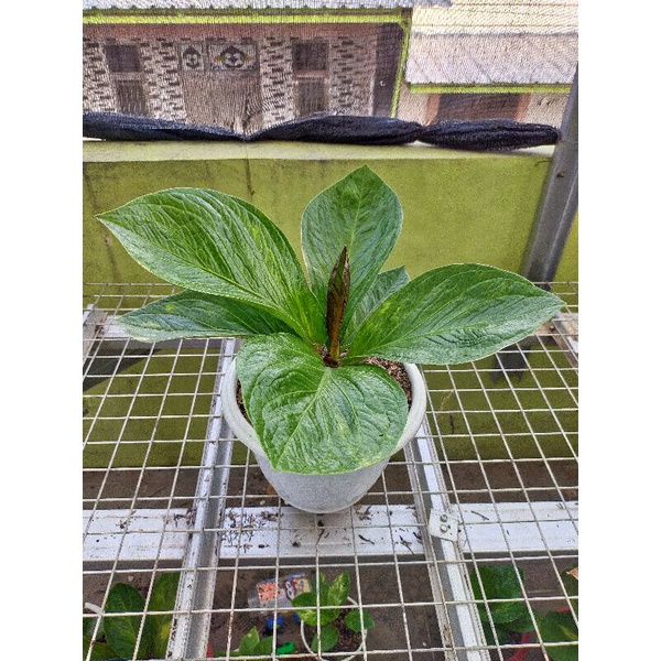 Anthurium Jemani Bj Mangkok Tornado Varigata