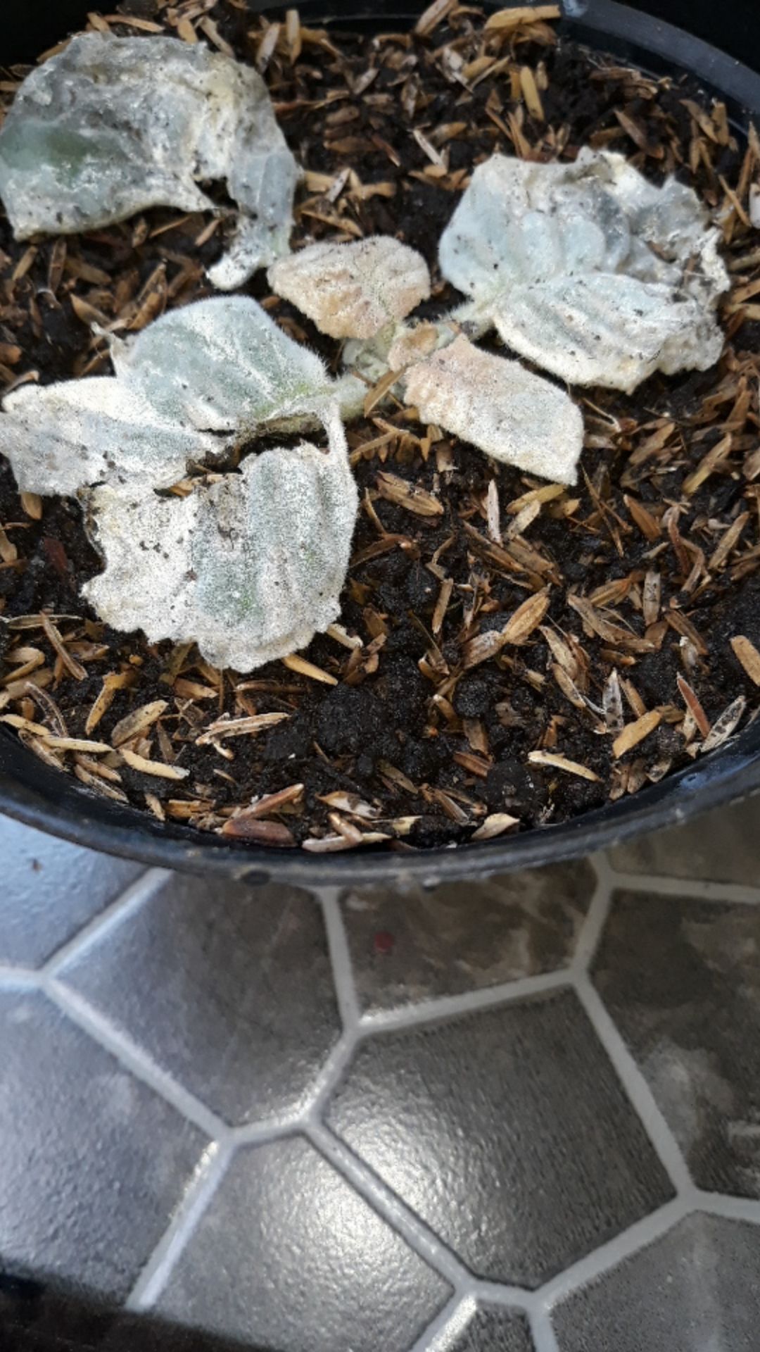 Tanaman Hias - Bunga Gloxinia - Warna Random