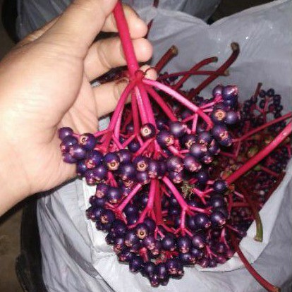 

Buah Parijoto Segar 1/2 KG