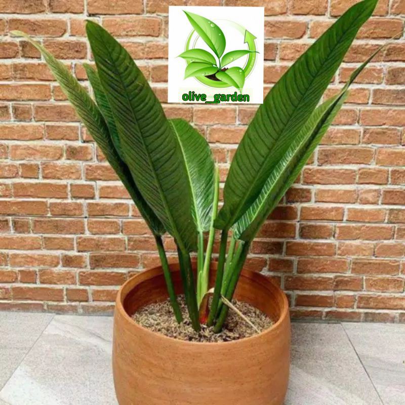 Tanaman hias philodendron lynette philo linet tanaman indoor