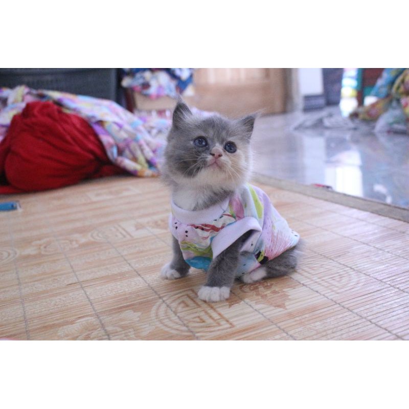 Baju simple motif abstrak pink lucu untuk kucing dan anjing / baju kucing murah 2020 size S M L XL