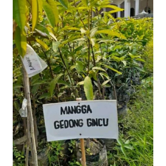 Bibit buah buah mangga Gincu MAJALENGKA Manis Segar Batang Besar Tinggi 60cm-1meter. ASLI Okulasi ce