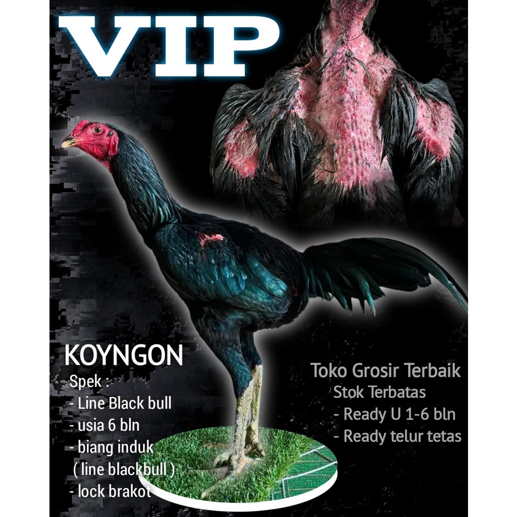 

ayam bangkok asli khoyngon super line blackbull krating per ekor