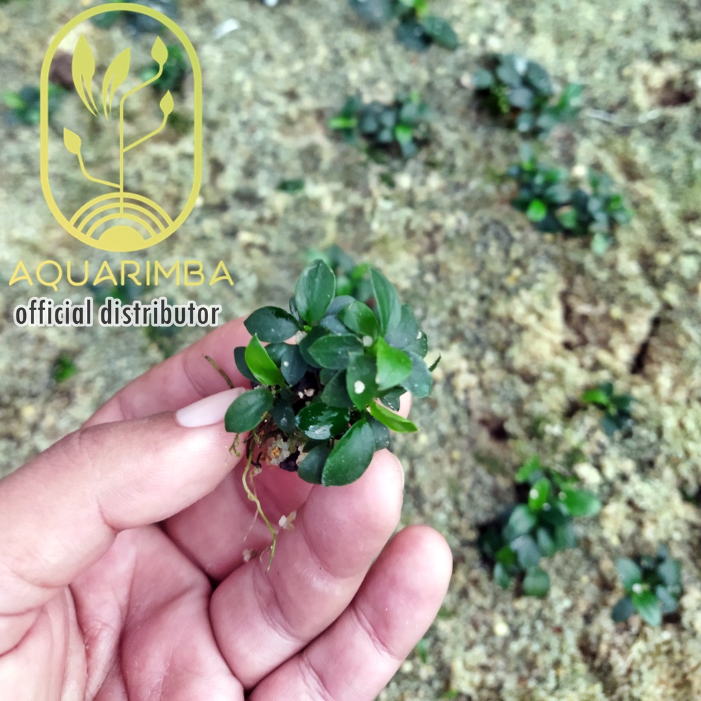 Anubias Varian ( Tanaman Aquascape Pemula )