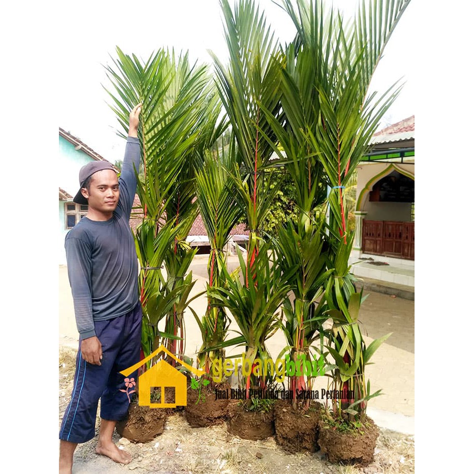 Tanaman Hias Pohon Palem Merah Bibit Palm Merah Unggul