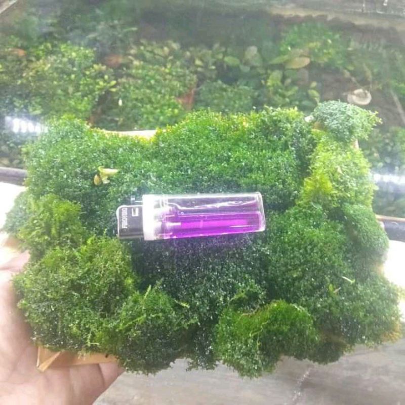 Weeping,ricardia,java,mini crismas,piacok moss aquascape