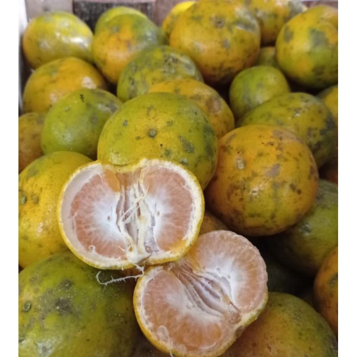 

BUAH JERUK KINTAMANI