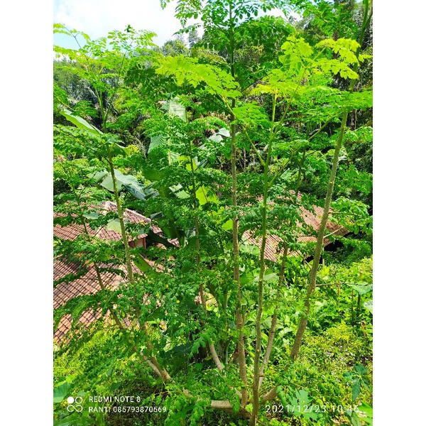 

daun kelor segar 500 GRAM