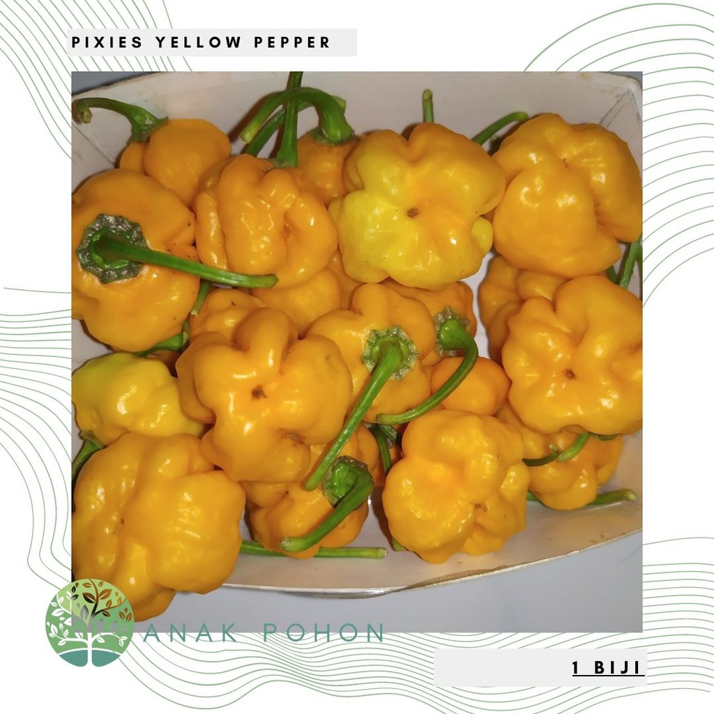 Benih Bibit Biji - Cabai Pixies Yellow Pepper Seeds