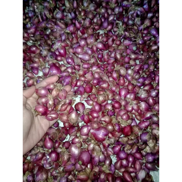 

Bawang merah 1kg