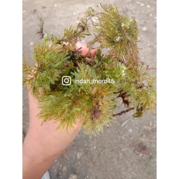 1kg lumut hutan/spagnum moss aquascape  media tanam anggrek.