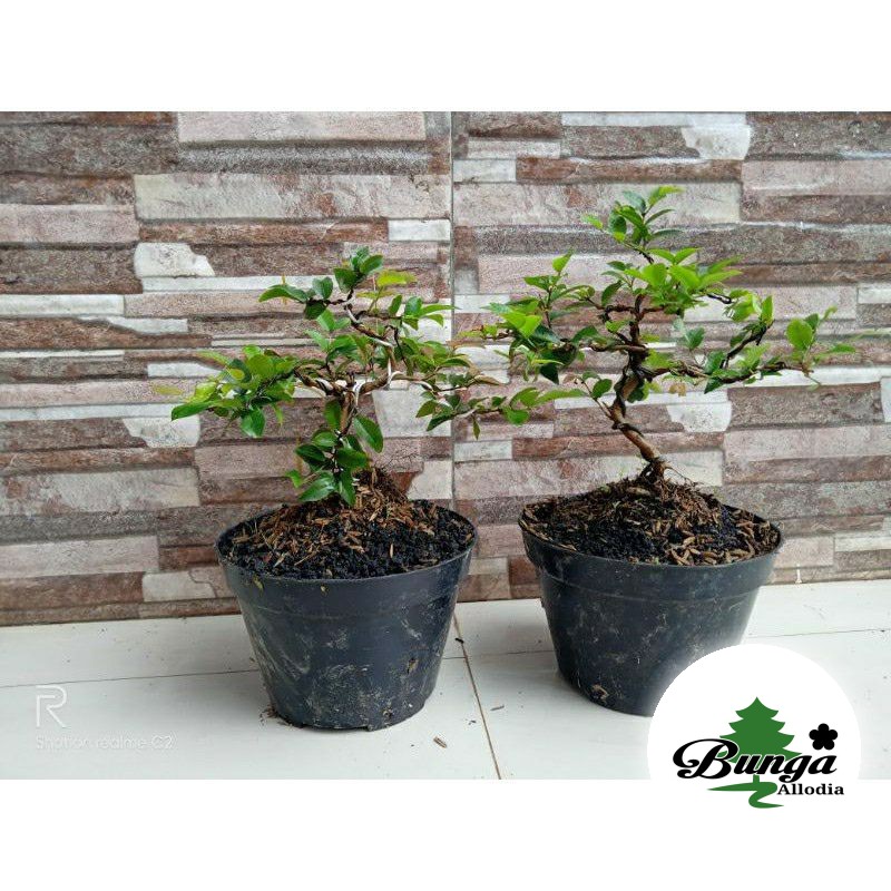 Bonsai Shito Anggur Brazil tanaman hias Bonsai Shito Anggur Brazil murah
