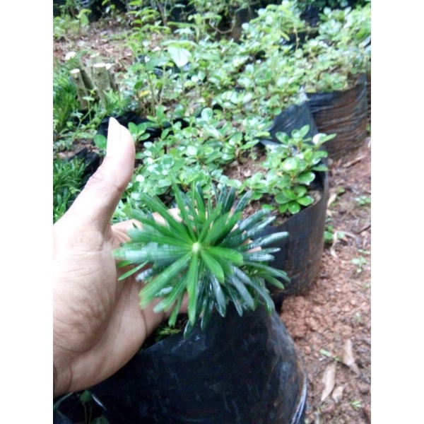 bibit lohansung lidah burung mikro