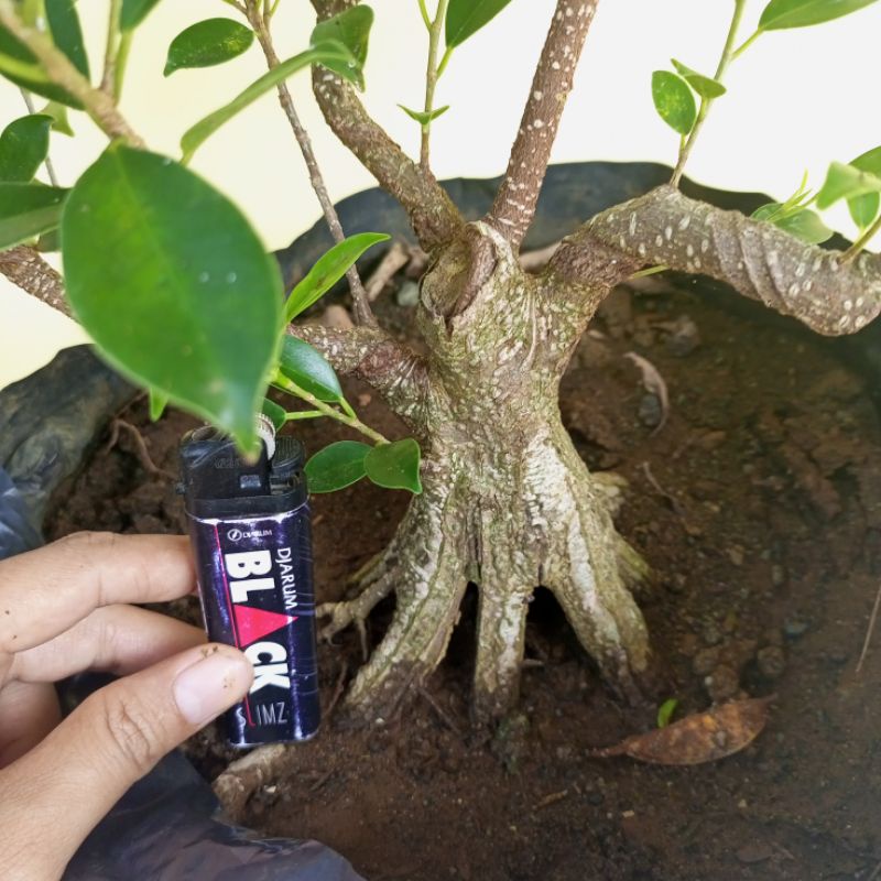 bahan bonsai kimeng akar pecah prokar 1