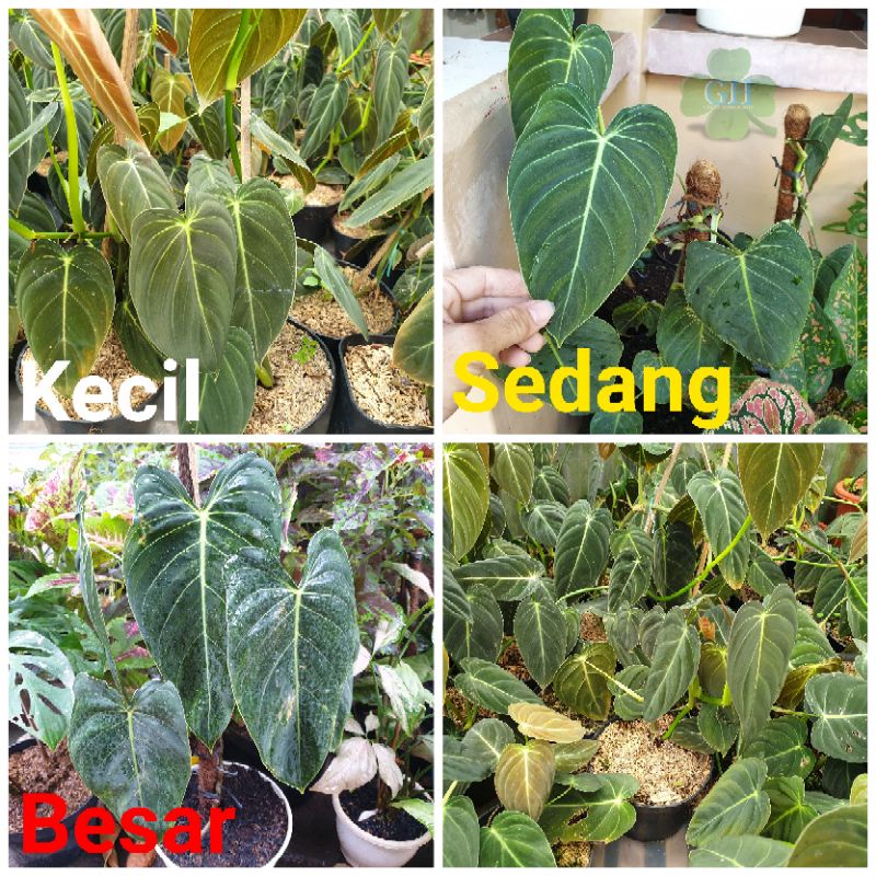 Tanaman Hias Philodendron Melanochrysum Narrow