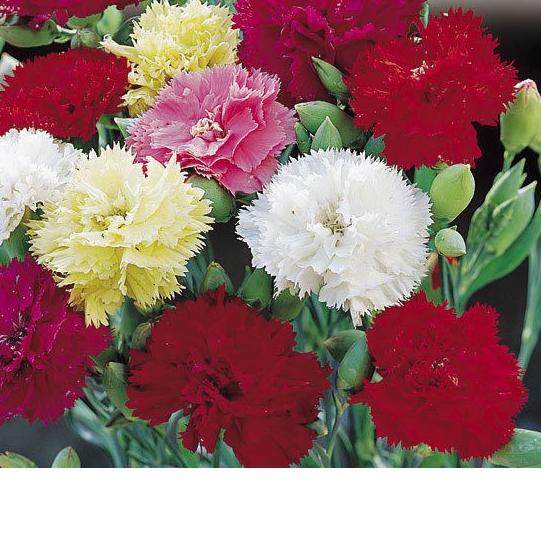 

Paling Laris Carnation Chabaud Mix 10 BenihPack