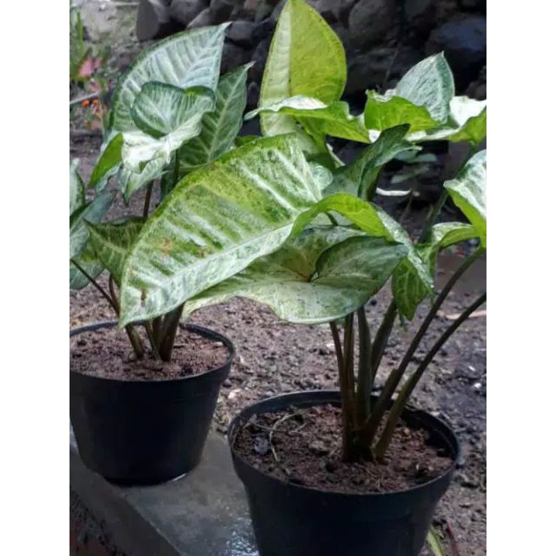 Tanaman hias syngonium white butterfly | KELADI TIKUS