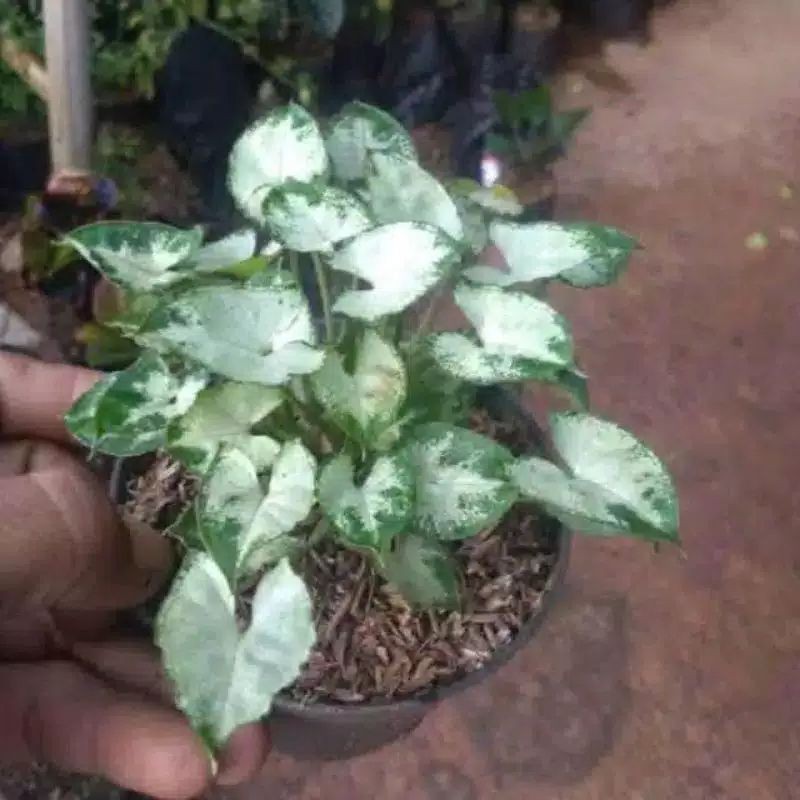 syngonium mini/keladi mini tanaman hias murah-bibit tanaman hias-tanaman pot-tanaman hias hidup