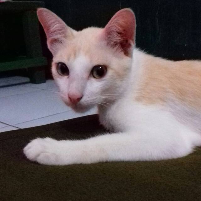saifullina2018