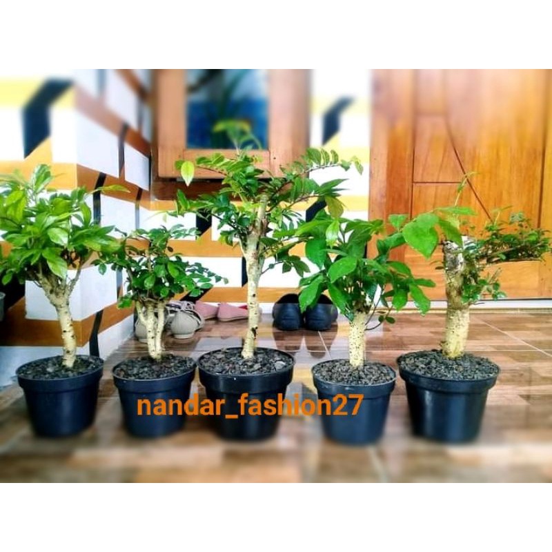 BONSAI SERUT HIDUP UKURAN MAME 27k