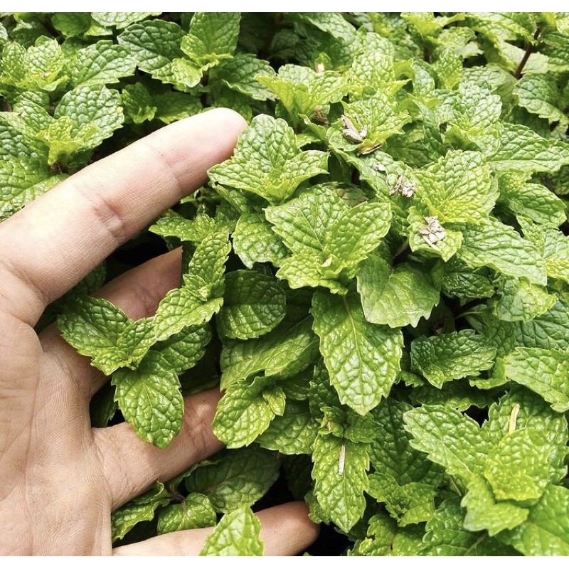 

DAUN MINT ORGANIK DENGAN AKAR 250 GRAM