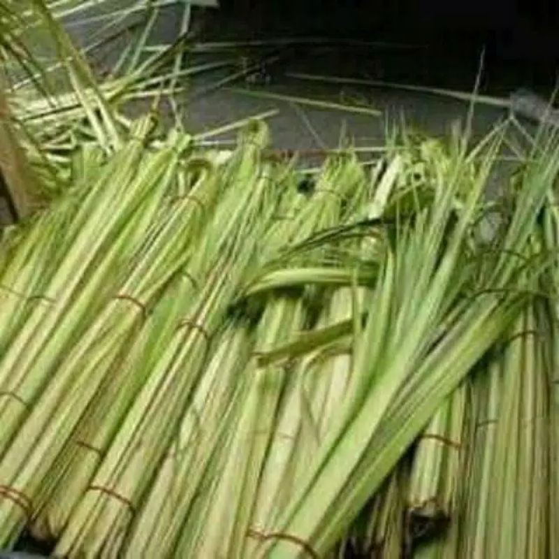 

Janur kelapa harga perbiji