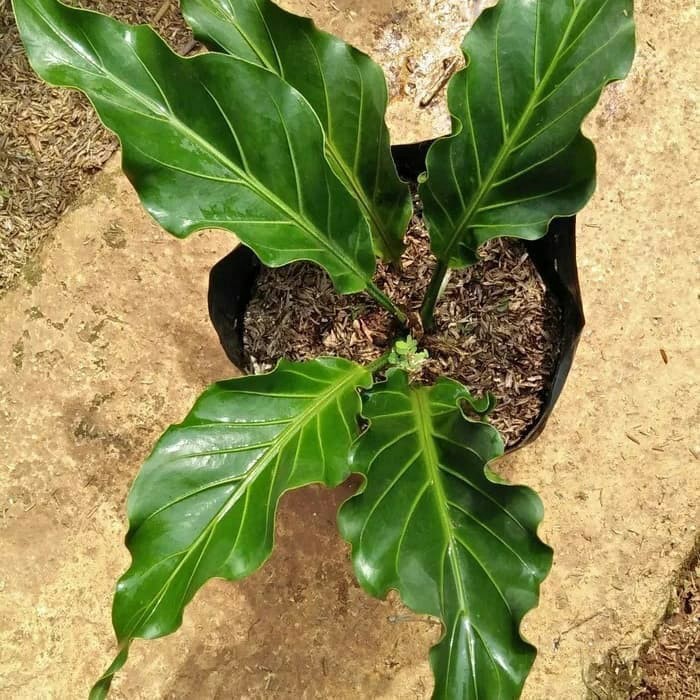 Tanaman Hias Indoor Anthurium Gelombang Cinta - Tanaman