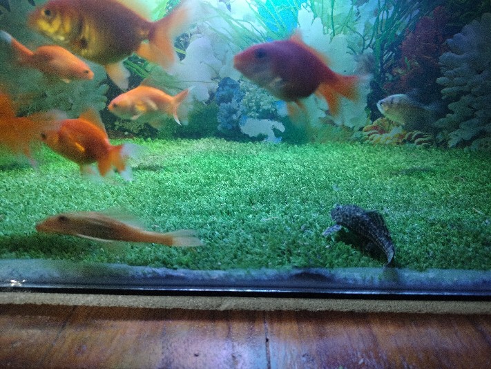 Ikan Pembersih Sapu Sapu Hitam Aquascape