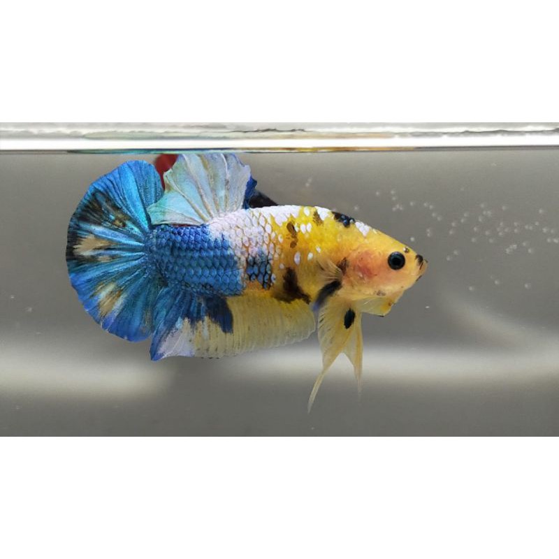 yellow base multy colour