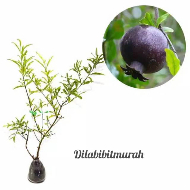 bibit delima hitam kondisi siap berbunga