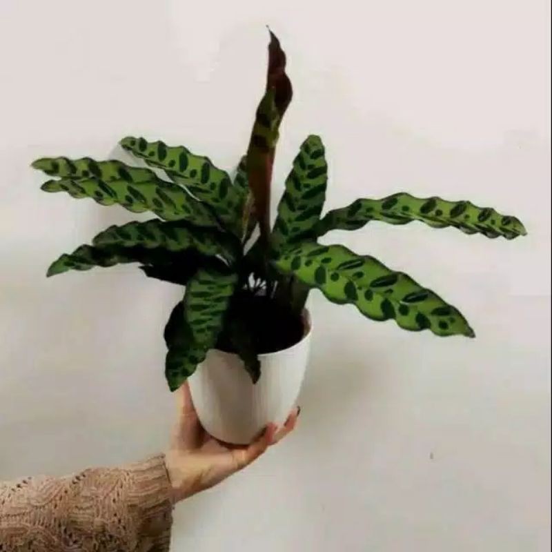 tqnaman hias calatea ekor ayam