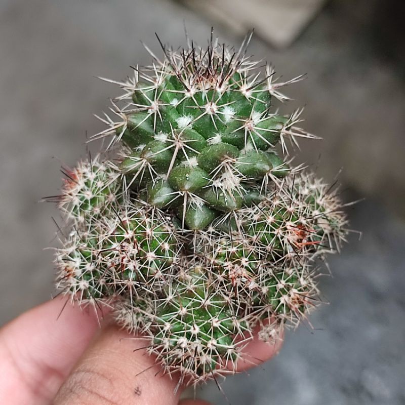 Mammillaria backebergiana cluster/Kaktus ownroot murah