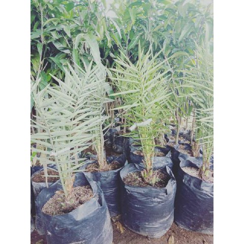 bibit kurma tropis