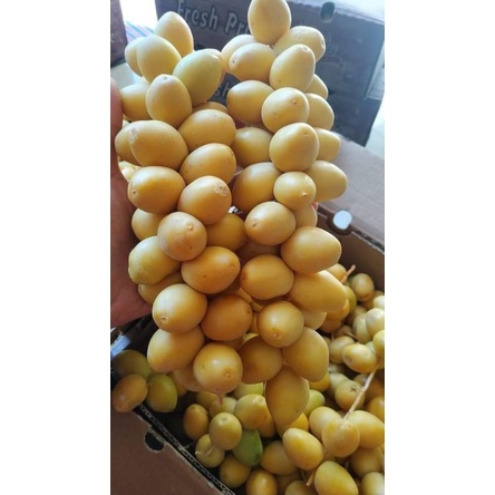 

Kurma muda indiahe