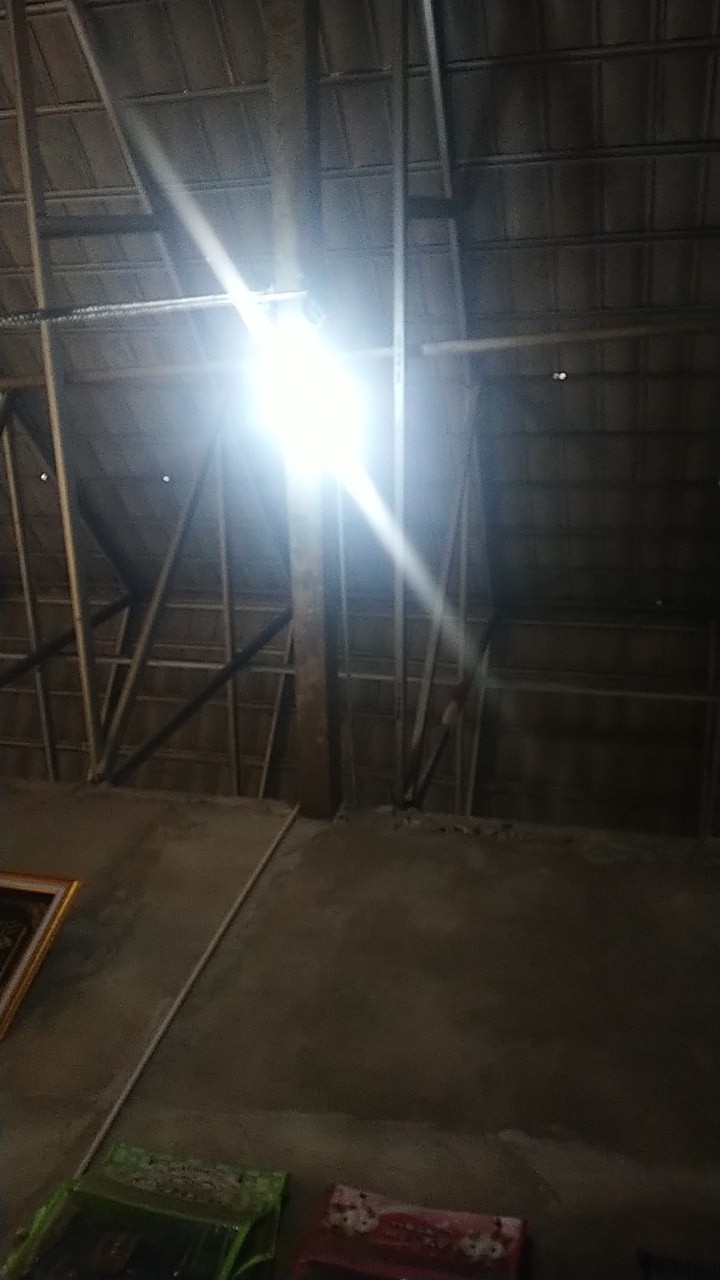 Benih Biji Anggrek Ekor Tupai