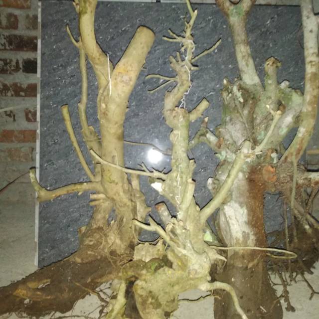 Bahan bonsai amplas babon