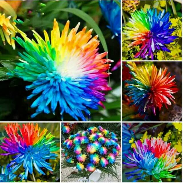 benih bunga krisan rainbow