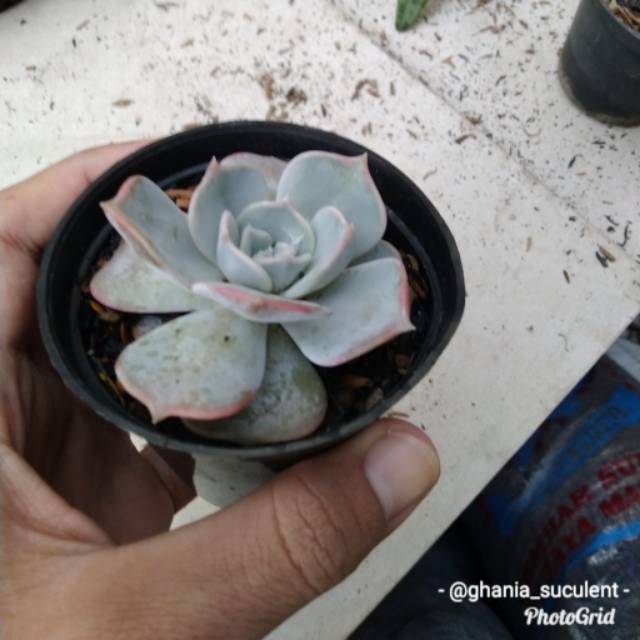 Sukulen echeveria LiLacina