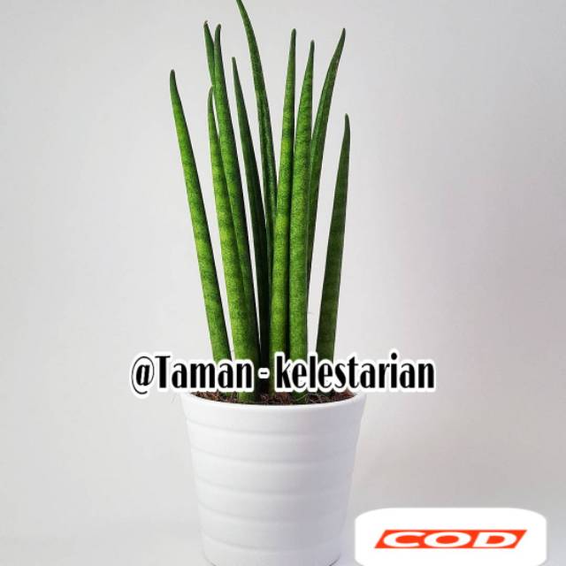Taman Sansivera - Lidah Mertua - Tanaman hias pembersih Udara Tanaman hidup-bunga hidup murah