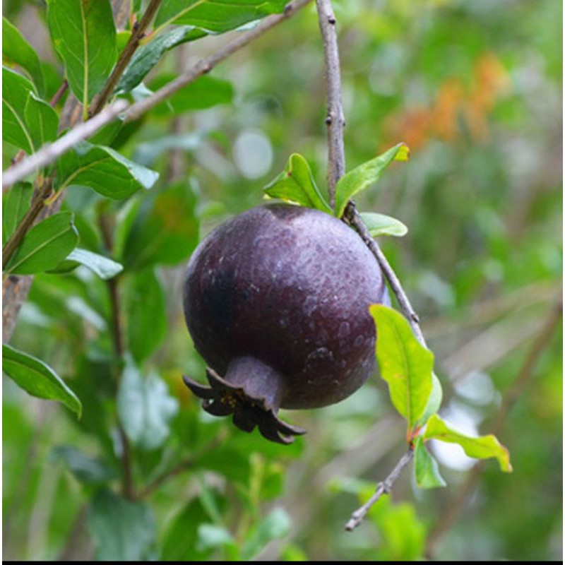Bibit Delima Hitam