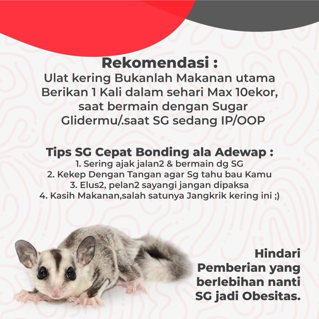 ADEWAP GLIDER Ulat Jerman Kering Dried Super Worm Cemilan Sugar Glider - 40gr