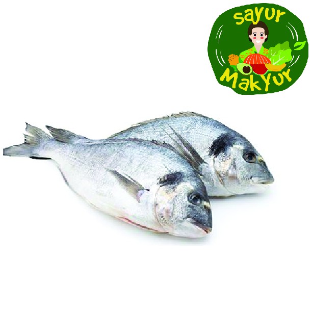 

Ikan Kakap Putih 1 kilogram | Sayur Mak Yur Medan | sayurmakyur