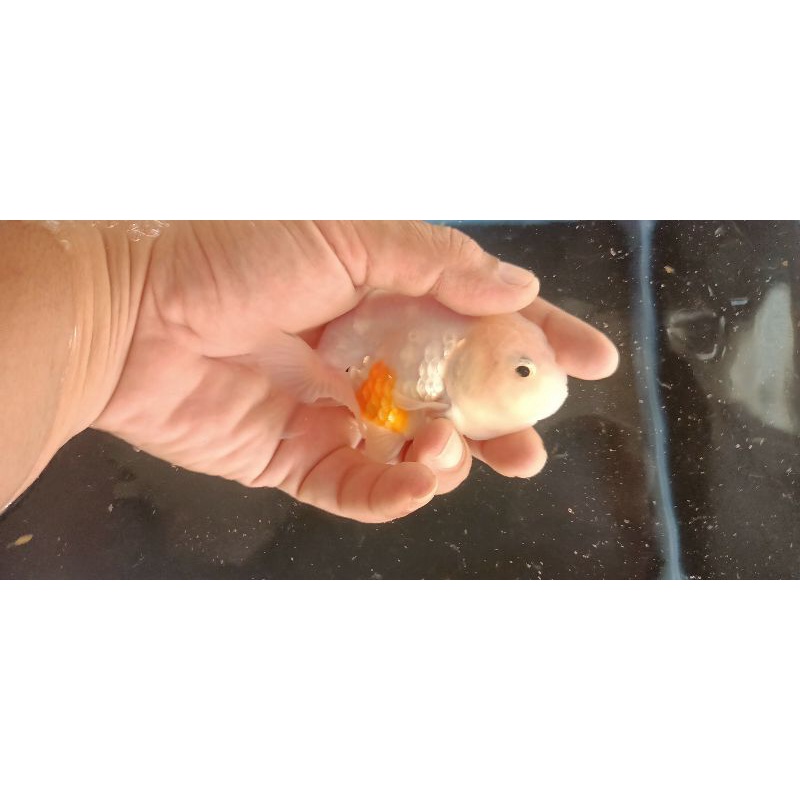 Ikan Hias Koki Ranchu