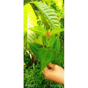 

daun herbal harendong/senggani