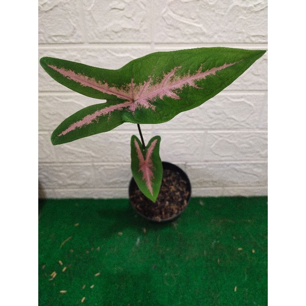 keladi kelinci atau pink rabbit