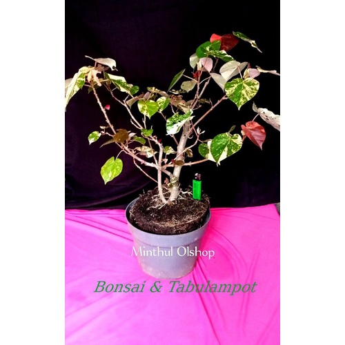 Bonsai waru batang besar sesuai foto tinggal pajang