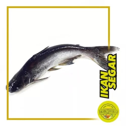 

Ikan Patin - 500 gr