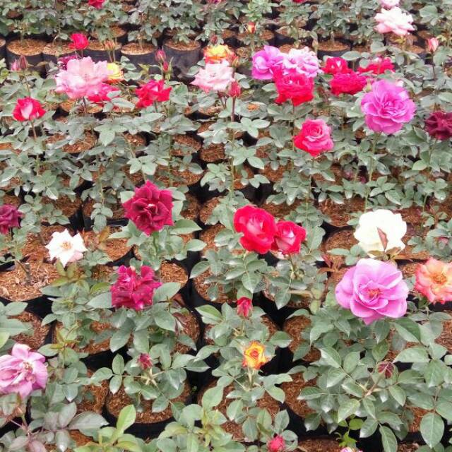 Bunga mawar 10 macam jenis