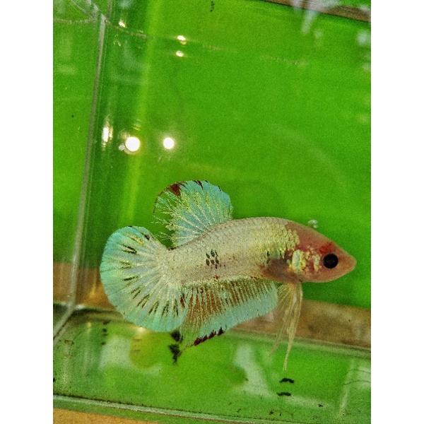 ikan cupang FCCP gold REALPICT cakep